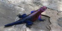 Rock Lizard, Serengeti.<br>