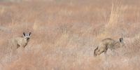 Bat-eared foxes. Phokoje Pan, Central Kalahari Game Reserve, Botswana.