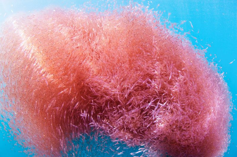 The krill crisis â why the Southern Oceanâs most critical species is under threat