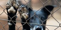 One of the dogs at Wollies Animal Shelter on 8 March 2022 in Pretoria, South Africa. (Photo: Gallo Images/Beeld/ Deaan Vivier)