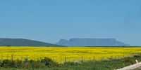 Canola Fields and Table Mountain. Photo: Michèle Pecorelli <br> <br>