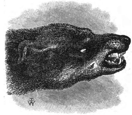 The horse, the hippo and the sulky chimp: Darwin’s contribution to animal sentience
