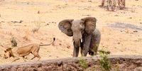 Elephant irritated with young male lion at Deteema Springs, Hwange National Park, Zimbabwe. When the surrounding areas are bone dry at October's end, the action at the springs, a constant supply of water, is almost daily.
