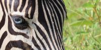 I spotted this Plains Zebra in Kruger National Park - it has a genetic mutation that has resulted in it having normal coat colouration, but striking blue eyes! In horses, this is a common phenomenon because of selective breeding, but it is very rare in wild zebras. There is no evidence that it is in any way detrimental to the zebra's health. </p>
<p>