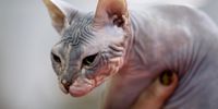 Sphynx cats were used to create the bully cat mutant. EPA/TOMS KALNINS
