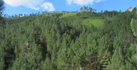 Clearing alien trees can help reduce climate change impact on Cape Town’s water supply