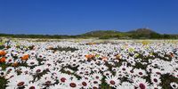 Spring has sprung early - the flower season this year is just amazing! Postberg section of the West Coast National Park, WC. 