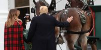 U.S. President Donald Trump pets a horse while he and first lady Melania Trump welcome a North Carolina grown Fraser Fir Christmas Tree at the North Portico as it makes its way to the Blue Room for display at the White House on November 19, 2018 in Washington, DC.  (Photo by Mark Wilson/Getty Images)
