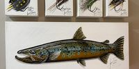 Trout and trout fly paintings by South African artist Gavin Erwin.  20 January 2025. (Photo: Ed Stoddard)