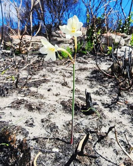 Burst of floral life is a beautiful bonus of devastating Overberg wildfires