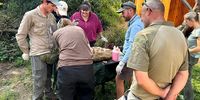 Hurt hyena bet on the right humans when it collapsed at this Limpopo lodge