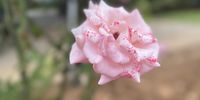 In the pink! Image: Goodnews Cadogan