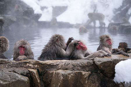 Macaque monkeys' social networks shrink with age, echoing a pattern observed in elderly humans – new research suggests