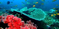 Toxic residues endanger coral reefs in SA’s marine protected areas