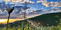 Sunset at Tokara Wine Estate. Photographer: Daniel Bertschinger