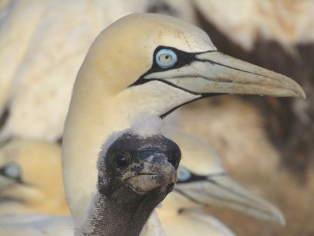 Bird Island Cape gannets make a comeback with help from their friends