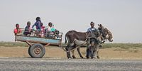 Donkey cart. Image:  Bluesnap / Pixabay