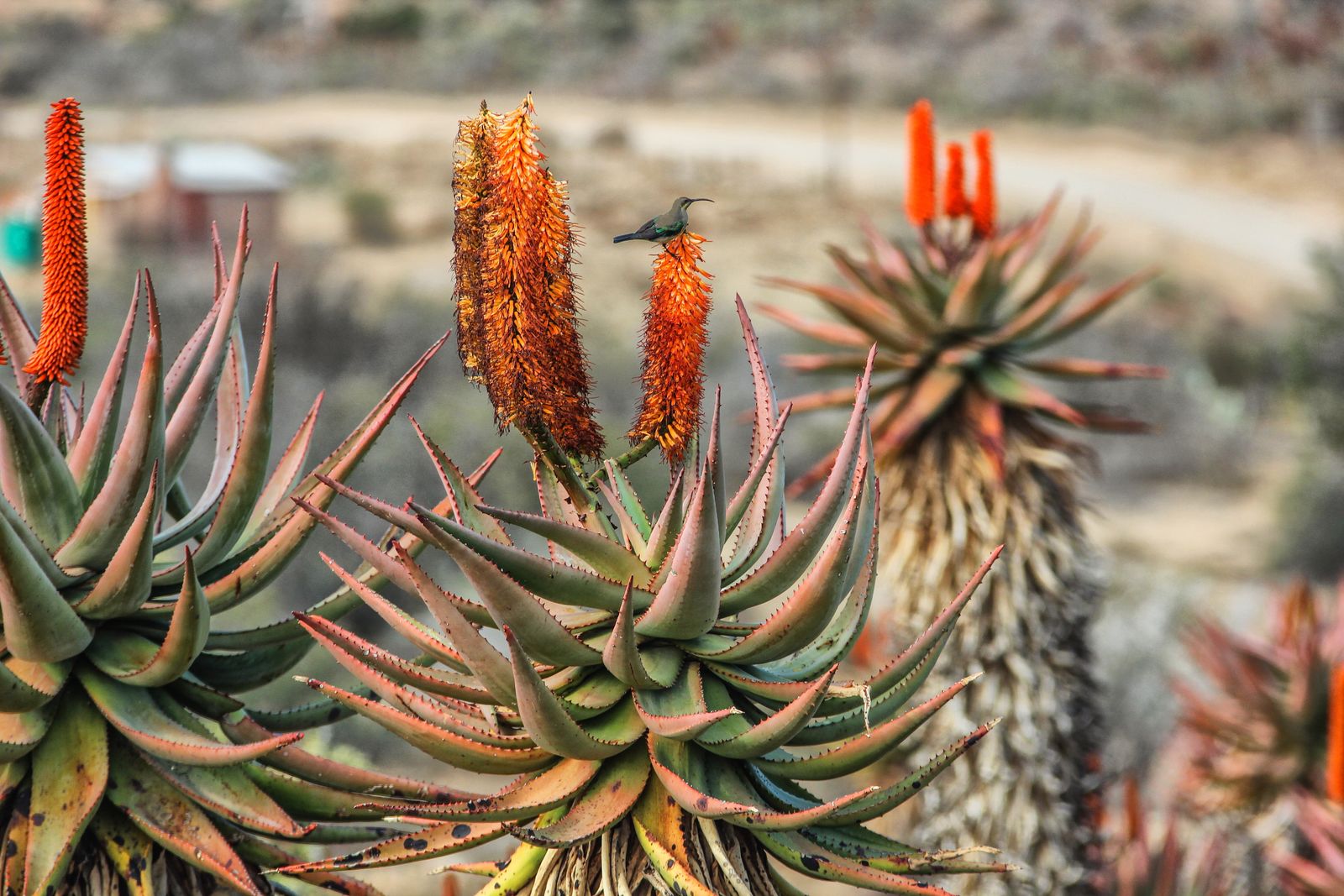 Aloe ferox: The Karoo’s winter soldiers