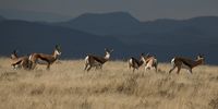 Explorers and hunters alike were entranced by this delicate, beautiful but tough antelope. Image: Chris Marais<br>