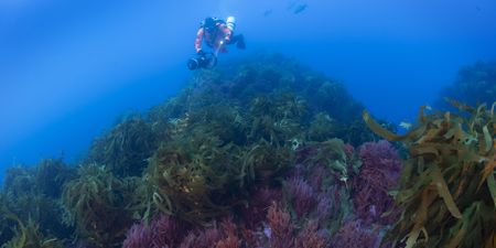 Greenpeace in far-flung voyage to conserve hidden life