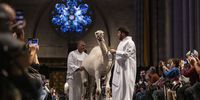 Handlers lead a camel down the main aisle as part of a procession during services celebrating the Feast of St. Francis, in tribute to Saint Francis, the church’s patron saint of animals and the environment, at Cathedral of St. John the Divine in New York, New York, USA, 01 October 2023.  EPA-EFE/JUSTIN LANE