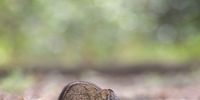 Little four-striped grass mouse enjoying breakfast nibbles. Photographer: Caroline Rowbottom