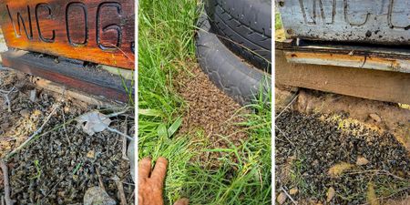 Spike in honey bee poisonings threatens biodiversity and food security in Western Cape