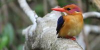 African Pygmy Kingfisher photographed at Morgan Bay, Eastern Cape. Photographer: Tiiu Simpson