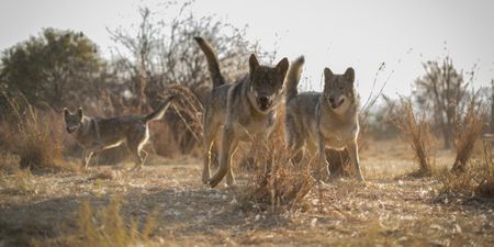 Lockdown hits wolf sanctuary dream
