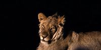  Lion at night, Thuli block, Botswana, 2017. Photographer: Lauren Clifford-Holmes