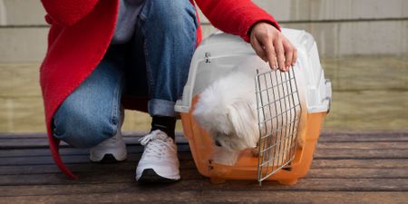 The complex choices migrant families face with their pets during relocation