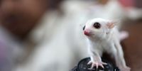 Sugar gliders are not related to flying squirrels. EPA-EFE/HOTLI SIMANJUNTAK