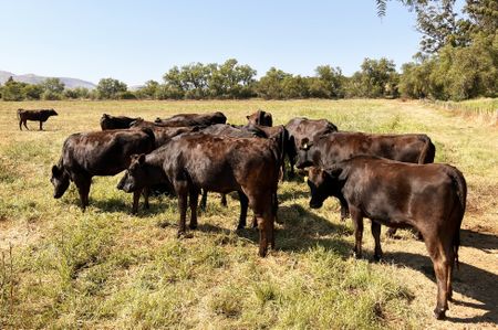 Keep calm and eat Wagyu beef as the SA industry breaks new ground