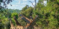 A Tower of Giraffes. Photographer: Ndabenhle Sosibo</p>
<p>P4U_readersubmission_20250502