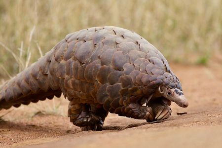 First fossil pangolin tracks discovered in South Africa