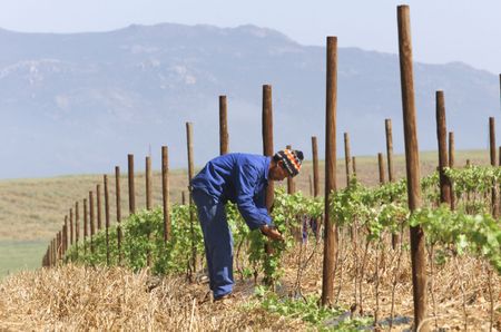 Glass still half empty for SA wine harvest in 2019 - Vinpro