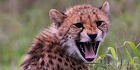 Cheetah. Photographer: Leo Shub