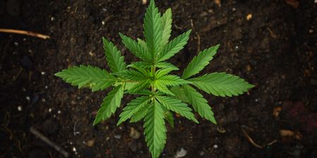 Lesotho officials’ cannabis ‘conflict’