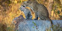 RIP Thandi.  Dec 2006 – 4 April 2022.   Seen here grooming her youngest son – Marieps who lives on in the Sabi Sand. Image: Bernie Olbrich / AfriPics