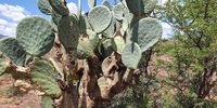 A massive prickly pear cactus. Varieties can differ in colour from bright green to pale blue, as seen here.  Photo: Wentzel Lombard 