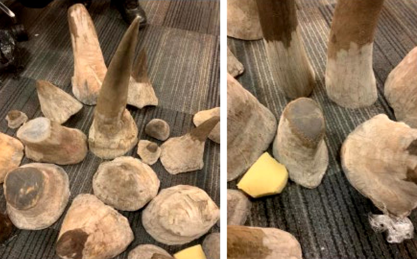 Vietnam chided over poached rhino horn ‘secrecy’ by global wildlife ...