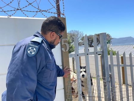 Jogger finds mutilated penguins on Simon’s Town’s Seaforth Beach after dog attack