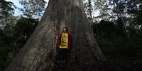 On World Environment Day, a member of the Knitting Nannas conservation and enviromental group stands in fronnt of Big Spotty, a giant spotted gum, in the North Brooman State Forest near Termiel, Australia, 05 June 2023. Big Spotty is a 72 metres high, 12 metres wide, possibly the tallest spotted gum in the world, dated at around 500 years old. The area in which Big Spotty is growing has been identified for logging which is due to start in September this year.  EPA-EFE/DEAN LEWINS AUSTRALIA AND NEW ZEALAND OUT