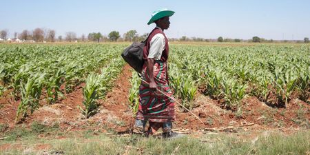 Zimbabwe plans export of 'surplus' maize as many locals struggle to put food on table