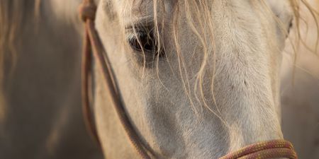 Eastern Cape a hot spot as African Horse Sickness sweeps across SA