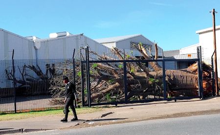 Baobab trees seized in Durban ship warehouse probe