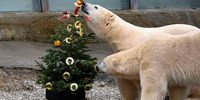Polar bears nibble on fruit snacks hanging on a christmas tree at Hannover Zoo's 'Yukon Bay' on December 22, 2014 in Hanover, Germany. Chimpanzees and polar bears received early Christmas gifts today from zoo keepers two days before Christmas.  (Photo by Alexander Koerner/Getty Images)