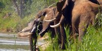 Elephants slake their thirst close to where a new company hopes to explore for coal.<br>Picture: Wilderness Leadership School<br> 