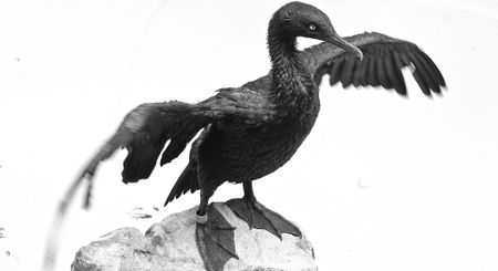 Thousands of dead migrant seabirds wash up on Canadian shores, avian flu suspected