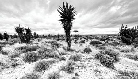 A fine dusting of sparkling snow quenches the arid Karoo’s thirst